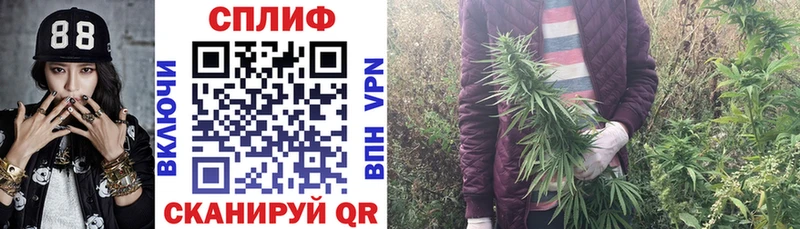 Бошки Шишки планчик  Волхов 